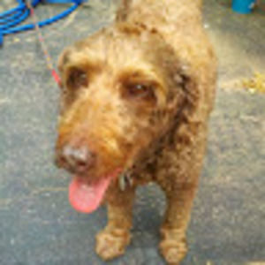 Meet your Posher, Sophie